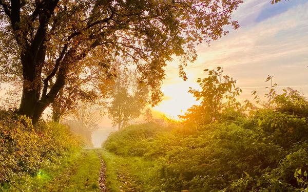soft sunlight nature path