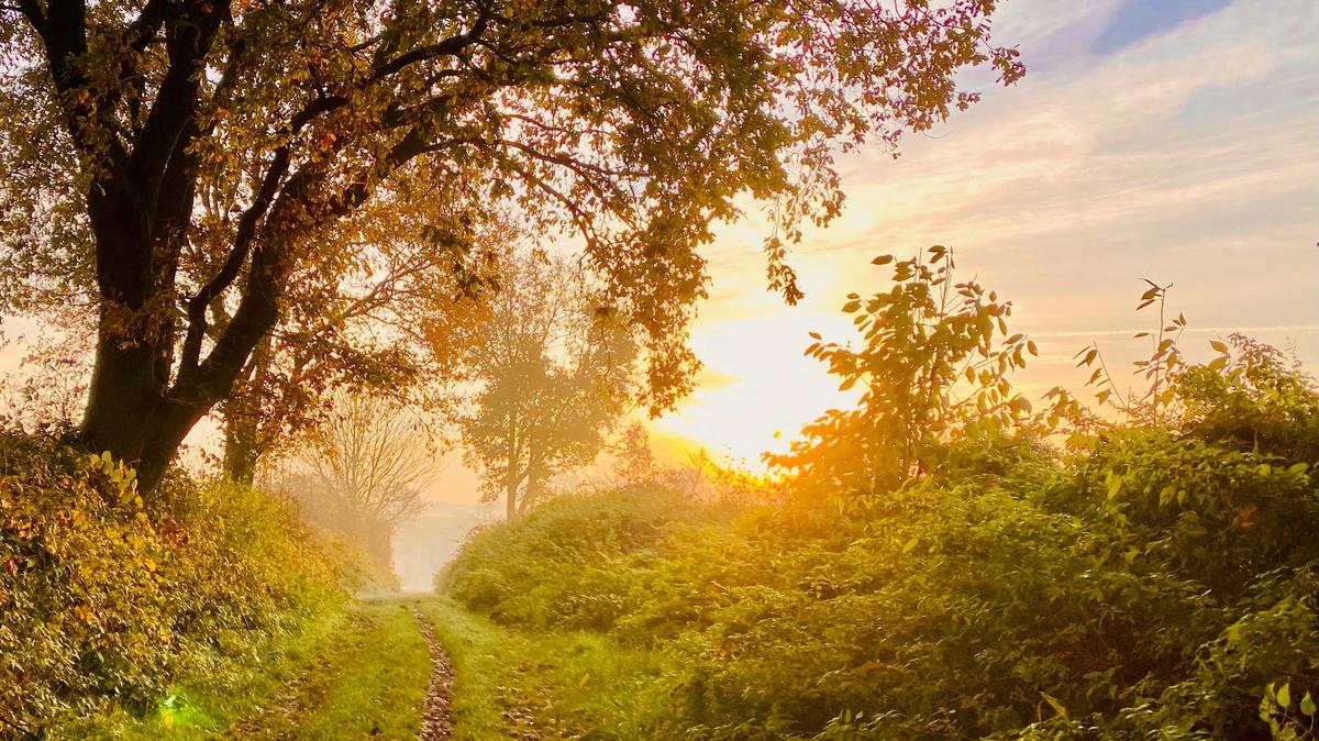 soft sunlight nature path